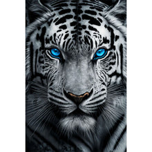 Load image into Gallery viewer, White Tiger With Blue Eyes 40*60CM (canvas) Full AB Round Drill Diamond Painting
