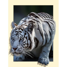 Load image into Gallery viewer, White Tiger 35x45cm(canvas) partial round drill diamond painting
