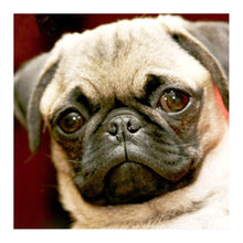 Load image into Gallery viewer, Doggie Ki 30x30cm(canvas) full round drill diamond painting
