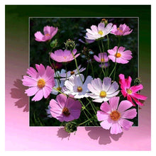Load image into Gallery viewer, Pink Flowers 30x30cm(canvas) full round drill diamond painting
