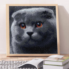 Load image into Gallery viewer, Grey Cat 25x25cm(canvas) full square drill diamond painting
