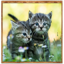 Load image into Gallery viewer, Cat 30x30cm(canvas) full round drill diamond painting
