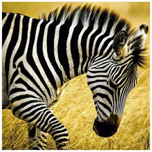 Load image into Gallery viewer, Walking Zebra 30x30cm(canvas) full round drill diamond painting
