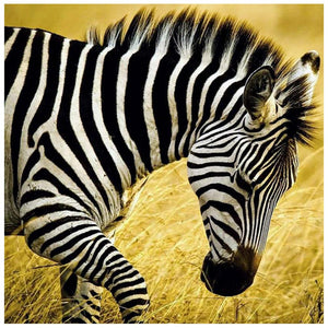 Walking Zebra 30x30cm(canvas) full round drill diamond painting