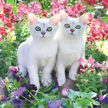 Load image into Gallery viewer, Animals Cats 30x30cm(canvas) full round drill diamond painting
