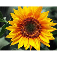 Load image into Gallery viewer, Positive Sunflower 40x30cm(canvas) full round drill diamond painting
