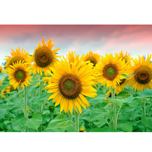 Load image into Gallery viewer, Sunflower 40x30cm(canvas) full round drill diamond painting
