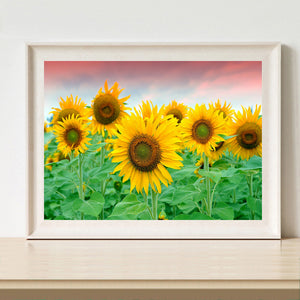 Sunflower 40x30cm(canvas) full round drill diamond painting