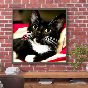Long Whisker Black Cat 30x30cm(Canvas) full round drill diamond painting