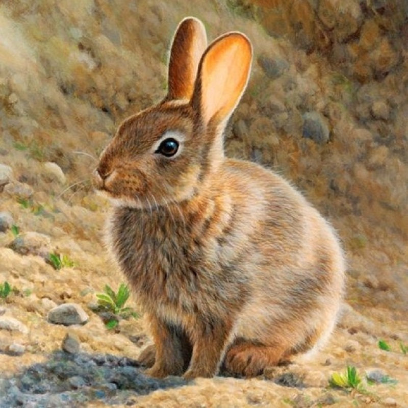 Rabbit 30*30CM(canvans) Full Round Drill Diamond Painting