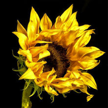 Load image into Gallery viewer, Sunflower 30*30CM (canvas) Full Round Drill Diamond Painting
